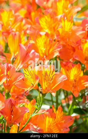 Alstroemeria „Flammender Stern“. Peruanische Lilie „Flammender Stern“. Trichterförmige orangefarbene Blüten Stockfoto