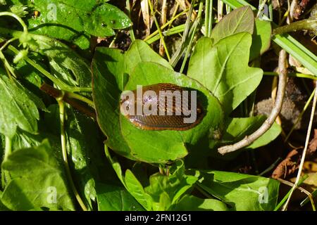 Rote Schnecke, große rote Schnecke, Schokolade arion, Europäische rote Schnecke (Arion rufus) oder spanische Schnecke (Arion vulgaris) auf dem Komposthaufen. Stockfoto