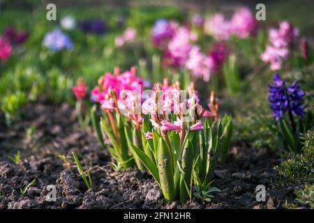 Ein Blumenbeet aus bunten Hyazinthen im frühen Frühjahr im Morgenlicht. Hintergrund. Selektiver Fokus. Stockfoto