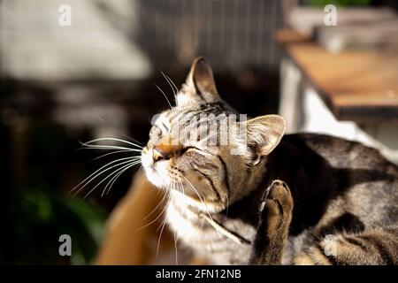 Weiche, niedliche, braun gestreifte Katze, die sich selbst kratzt Stockfoto