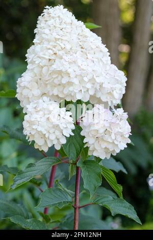 Hortensia paniculata „Vanille Fraise“, Hydrangea „Vanille Fraise“. Neu eröffnete, reine weiße Blüten, die sich im Alter rosa färben Stockfoto