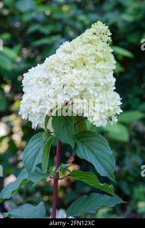 Hortensia paniculata „Vanille Fraise“, Hydrangea „Vanille Fraise“. Neu eröffnete, reine weiße Blüten, die sich im Alter rosa färben Stockfoto