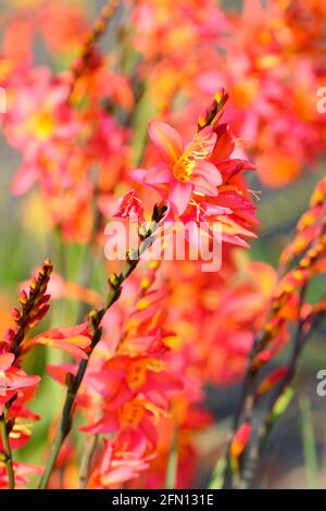 Crocosmia 'Prinz von Orange', Montbretia 'Prinz von Orange'. Leuchtend orange Blüten im Frühsommer Stockfoto