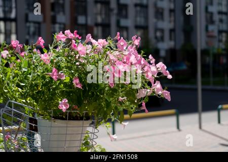 Ein Busch rosa Petunien in einem Topf auf dem Balkon schwänzt im Wind. Rosa Petunia Blume. Wachsen Sie im Garten. Blüht im Sommer. Stockfoto