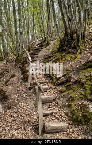 Holztreppe im deutschen Westerwald Stockfoto
