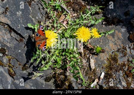 Europäischer Pfau (Aglais io) auf Löchenkerz (Taraxacum officinale) Stockfoto