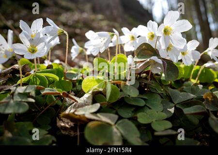 Gewöhnlicher Holzschnäpfler (Oxalis acetosella) in den Wäldern Stockfoto