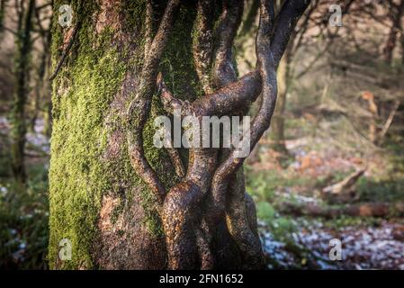 Die verdrehten gewundenen Wurzeln, die auf dem moosbedeckten Stamm einer Buche wachsen - Fagus sylvatica - im alten Wald Draynes Wood in Cornwall. Stockfoto