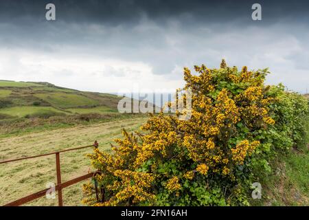 Gorse Ulex europaeus wächst in einer traditionellen kornischen Hecke in Zennor im West Penwith-Gebiet von Cornwall. Stockfoto