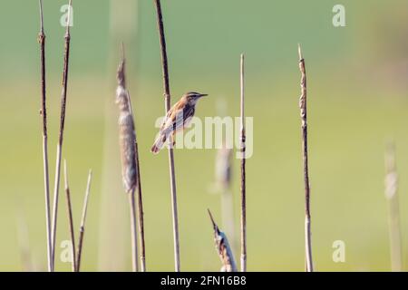 Kleiner Singvogel Seedsänger (Acrocephalus schoenobaenus) auf dem Schilf sitzend. Kleiner singvogel im natürlichen Lebensraum. Frühlingszeit. Tschechische Republik, Stockfoto