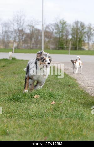 Australian Shepherd Hund Welpen läuft glücklich mit flatternden Ohren, EIN Jack Russell Terrier läuft nach ihm Stockfoto