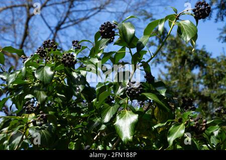 Gemeiner Efeu-hedera-Busch mit vielen Helix-Beeren im april Sonne Stockfoto