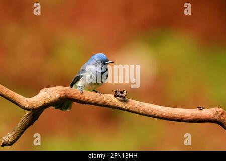 Black Naped Monarch Flycatcher, Hypothymis Azurea, Männlich, Ganeshgudi, Karnataka, Indien Stockfoto