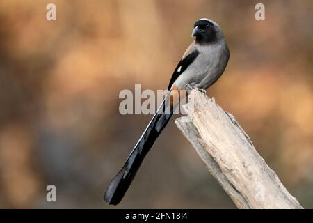 Grauer Treepie oder Himalayan Treepie - Dendrocitta formosae , Sattal, Uttarakhand, Indien Stockfoto