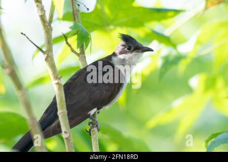 Jacobin-Kuckuck, Clamator jacobinus, Pied-Kuckuck oder der Pied Crested-Kuckuck, Rajarhat, Kolkata, Westbengalen, Indien Stockfoto