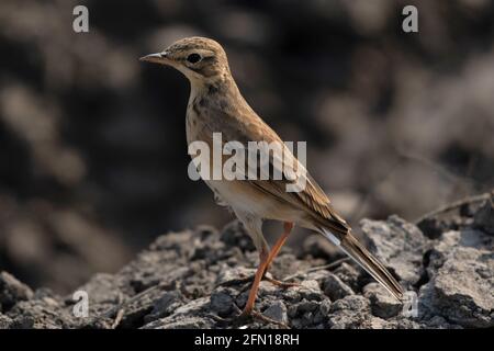 Paddyfield Pipit, Anthus rufulus, Kalkutta, Westbengalen, Indien Stockfoto