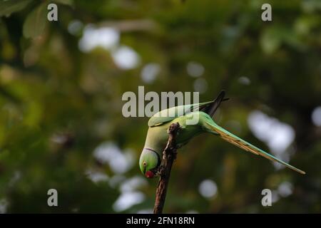 Sittich, Central Park, Salt Lake, Westbengalen, Indien Stockfoto