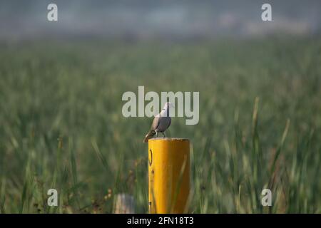 Flecktaube, Spilopelia chinensis, Rajarhat, Kolkata, Westbengalen, Indien Stockfoto