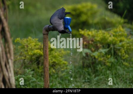 Thirsty Crow Trinkwasser aus einem laufenden Wasserhahn, Central Park, Kalkutta West Bengal, Indien Stockfoto