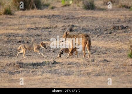 Goldschakal, Canis aureus Mutter mit Welpen, Kanha-Nationalpark, Madhya Pradesh, Indien Stockfoto