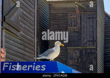 Staycation Idee. Eine Möwe sitzt auf einem Behälter mit Fischerei darauf geschrieben. Historische Netzgeschäfte im Stade, Hastings East Sussex, England. Stockfoto