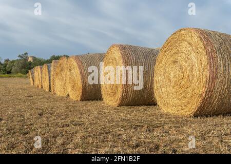 Strohkugeln in einem ländlichen Feld in der mallorquinischen Stadt Von Porreres im Morgengrauen Stockfoto