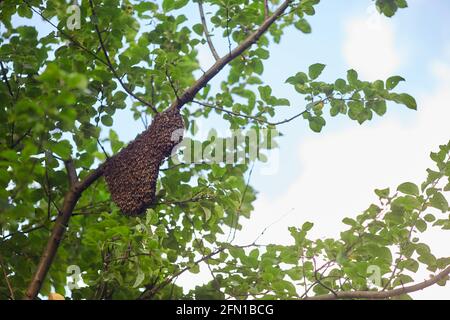 Von unten Blick auf den Schwarm von Honigbienen, die am sonnigen Sommertag großen Bienenstock auf dem Baumzweig bilden. Insekten fliegen im Garten um die Waben herum und verschmutzen die Blumen. Aprikultur, Bienenzuchtkonzept. Stockfoto