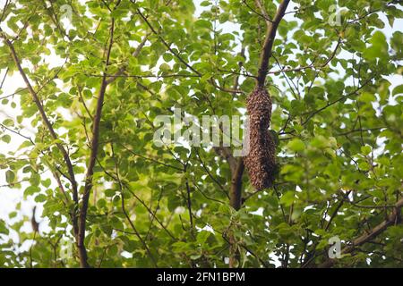 Von unten Blick auf den Schwarm von Honigbienen, die am sonnigen Sommertag großen Bienenstock auf dem Baumzweig bilden. Insekten, die im Garten auf Waben sitzen und Honig produzieren. Aprikultur, Bienenzuchtkonzept. Stockfoto
