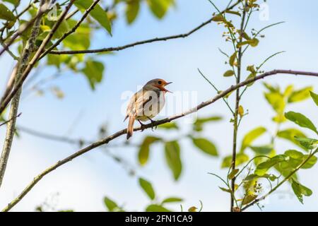 Robin (Erithacus rubecula) sitzt in einem Baum und zwitschert laut, Mai, Großbritannien Stockfoto