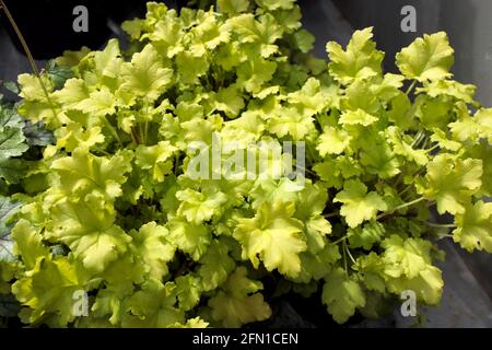 Heuchera Limone Marmalade (Korallenglocken) im Frühling Stockfoto