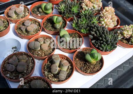 Miniatur Home Blumen Sukkulenten und Kaktus im Gewächshaus Natur Nahaufnahme des Hintergrunds Stockfoto