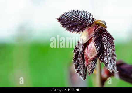 Junge lila Haselnussblätter in einem Freiluftgarten. Nahaufnahme Stockfoto