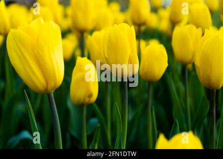 Gelbe Tulpe im Feld. Eine große Knospe einer gelben Blume. Hintergrund Frühling. Tulpen im Garten. Saisonale Blüte der Frühlingsblumen. Nahaufnahme. Stockfoto