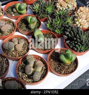 Sukkulente Kaktusgarten in Kunststofftopf mit einer Vielzahl von Cataceas. Inneneinrichtung. Miniatur-Hausblumen Sukkulenten und Kaktus im Gewächshaus Stockfoto