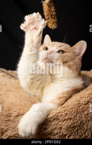 Nahaufnahme einer cremefarbenen und weißen britischen Kurzhaarkatze, die mit der Spielzeugmaus spielt, mit der Pfote nach oben, auf dem Bett auf schwarzem Hintergrund, im Porträt Stockfoto