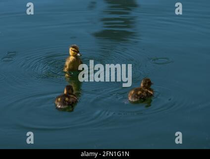 Drei junge Entlein in Deep Blue Pond beleuchtet Stockfoto