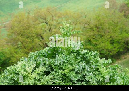 Blatt der Mariendistel Silybum marianum - Cardo Mariano, in San Giovanni d'Asso, Montalcino, Toskana, Italien Stockfoto