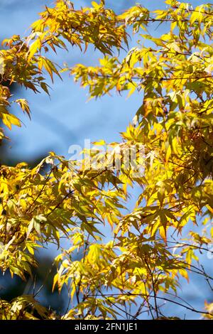 Acer palmatum Katsura Baumgarten Stockfoto