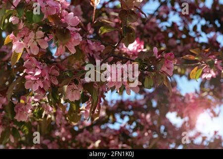 Die schönen dunkelrosa Blüten von 'malus veitch's Scarlet', einem ornamentalen Apfelbaum. Stockfoto