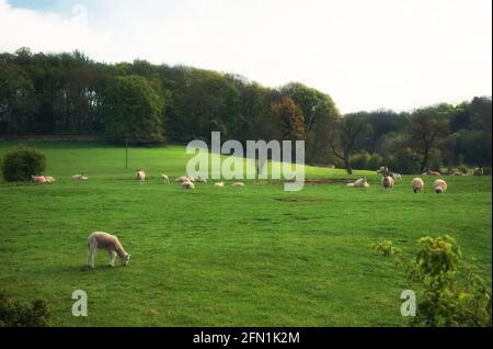 Schafe weiden in den grünen Feldern von South Yorkshire, England Stockfoto