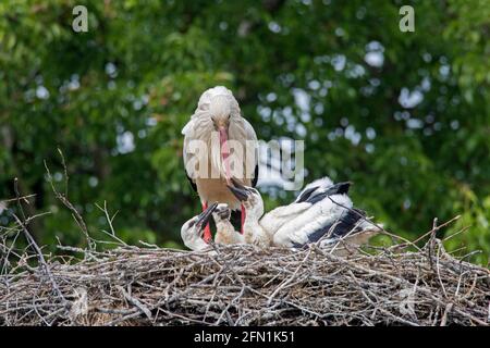 Weißstörche (Ciconia ciconia) Erwachsene Eltern füttern im Frühjahr drei Küken auf dem Nest Stockfoto