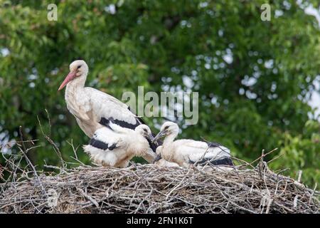 Weißstörche (Ciconia ciconia) Erwachsener Elternteil mit drei Küken auf dem Nest im Frühjahr Stockfoto