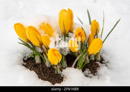 Gelbe Krokusse im Schnee im Frühjahr. Platz für Text. Stockfoto