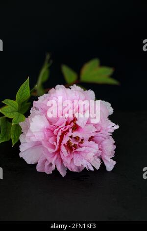 Schöne rosa Pfingstrose Blume mit Wassertropfen isoliert auf dunklem Hintergrund. Speicherplatz kopieren Stockfoto