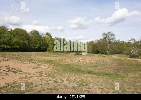 Ausgetrocknet und verwittert Säure Grünland Schutzgebiet auf Barnes Common, London, England, Großbritannien Stockfoto