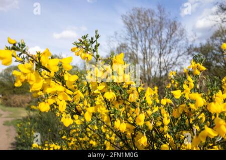 Leuchtend gelbe Gorse (Ulex) ein gelb blühender Strauch der Erbsenfamilie Stockfoto