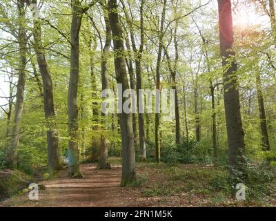 Fußweg durch grünen Buchenwald im Frühling. Ein kleiner Bach fließt neben dem Pfad. Saftig grüne Buchen im Frühling Stockfoto