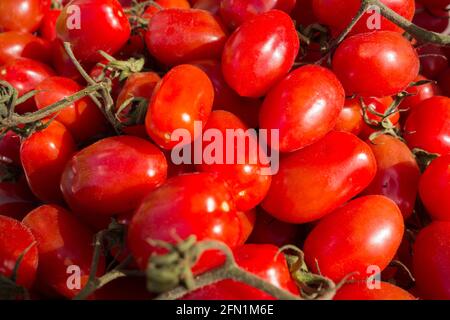 Bunte Schachtel mit roten Pflaumentomaten am Rebe Vor einem Gemüsehändler anzeigen Stockfoto