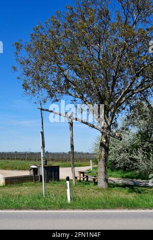 Österreich, Rastplatz am traditionellen alten Ziehbrunnen und Weinfelder im Nationalpark Neusiedler See-Seewinkel und Walnussbaum mit seinem ersten Shoo Stockfoto