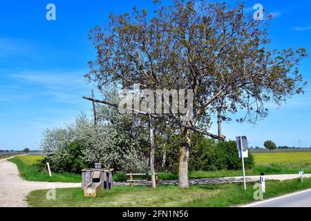 Österreich, Rastplatz am traditionellen alten Ziehbrunnen und Weinfelder im Nationalpark Neusiedler See-Seewinkel und Walnussbaum mit seinem ersten Shoo Stockfoto